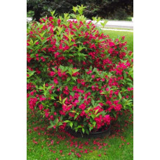 Вейгела гібридна Ред Принц | Weigela hybrida Red Prince | Вейгела гибридная Ред Принц