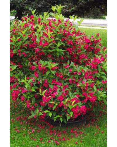 Вейгела гібридна Ред Принц | Weigela hybrida Red Prince | Вейгела гибридная Ред Принц
