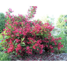 Вейгела гібридна Ред Принц | Weigela hybrida Red Prince | Вейгела гибридная Ред Принц