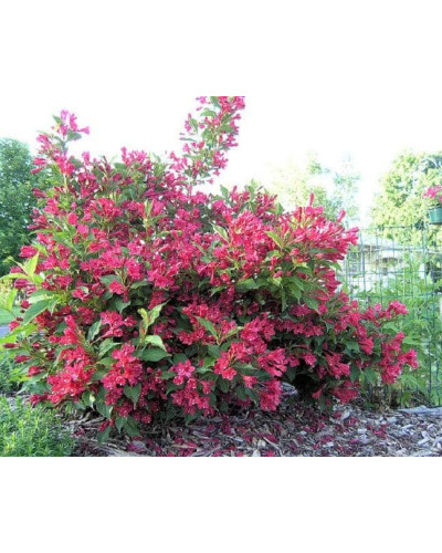 Вейгела гібридна Ред Принц | Weigela hybrida Red Prince | Вейгела гибридная Ред Принц