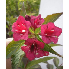 Вейгела гібридна Ред Принц | Weigela hybrida Red Prince | Вейгела гибридная Ред Принц