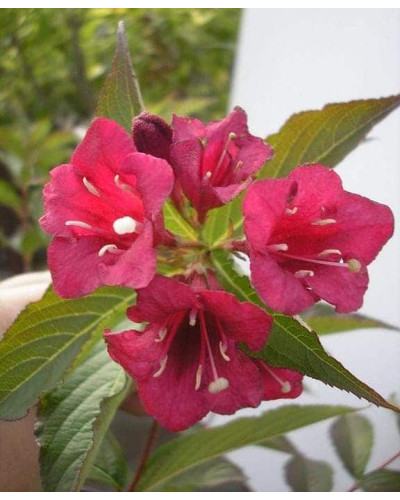 Вейгела гібридна Ред Принц | Weigela hybrida Red Prince | Вейгела гибридная Ред Принц