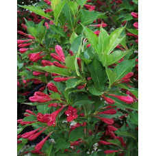 Вейгела гібридна Ред Принц | Weigela hybrida Red Prince | Вейгела гибридная Ред Принц