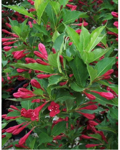 Вейгела гібридна Ред Принц | Weigela hybrida Red Prince | Вейгела гибридная Ред Принц