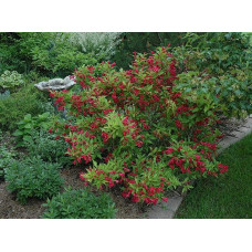 Вейгела гібридна Ред Принц | Weigela hybrida Red Prince | Вейгела гибридная Ред Принц