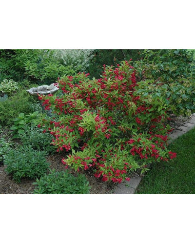 Вейгела гібридна Ред Принц | Weigela hybrida Red Prince | Вейгела гибридная Ред Принц