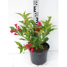 Вейгела гібридна Ред Принц | Weigela hybrida Red Prince | Вейгела гибридная Ред Принц