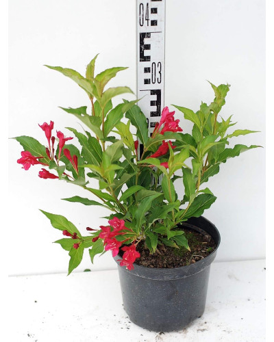 Вейгела гібридна Ред Принц | Weigela hybrida Red Prince | Вейгела гибридная Ред Принц