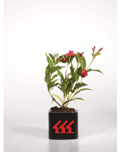 Вейгела гібридна Ред Принц | Weigela hybrida Red Prince | Вейгела гибридная Ред Принц