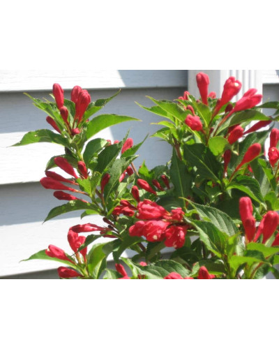 Вейгела гібридна Ред Принц | Weigela hybrida Red Prince | Вейгела гибридная Ред Принц