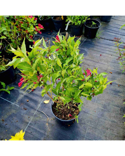 Вейгела гібридна Ред Принц | Weigela hybrida Red Prince | Вейгела гибридная Ред Принц