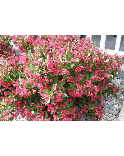 Вейгела гібридна Ред Принц | Weigela hybrida Red Prince | Вейгела гибридная Ред Принц