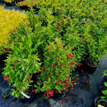 Вейгела гібридна Ред Принц | Weigela hybrida Red Prince | Вейгела гибридная Ред Принц