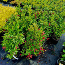 Вейгела гібридна Ред Принц | Weigela hybrida Red Prince | Вейгела гибридная Ред Принц