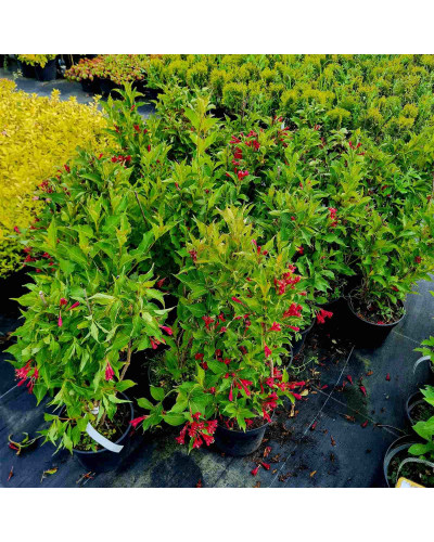 Вейгела гібридна Ред Принц | Weigela hybrida Red Prince | Вейгела гибридная Ред Принц