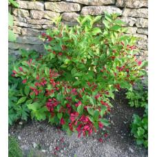 Вейгела гібридна Ред Принц | Weigela hybrida Red Prince | Вейгела гибридная Ред Принц