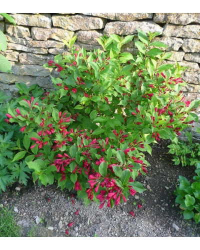 Вейгела гібридна Ред Принц | Weigela hybrida Red Prince | Вейгела гибридная Ред Принц