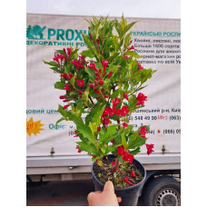 Вейгела гібридна Ред Принц | Weigela hybrida Red Prince | Вейгела гибридная Ред Принц