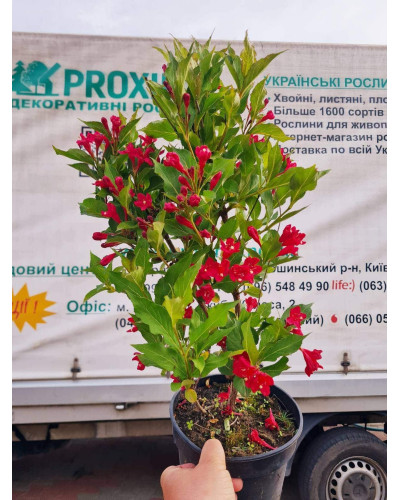 Вейгела гібридна Ред Принц | Weigela hybrida Red Prince | Вейгела гибридная Ред Принц