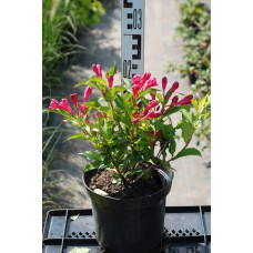 Вейгела гібридна Ред Принц | Weigela hybrida Red Prince | Вейгела гибридная Ред Принц