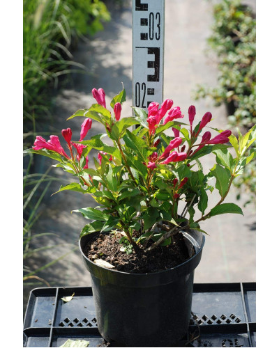 Вейгела гібридна Ред Принц | Weigela hybrida Red Prince | Вейгела гибридная Ред Принц