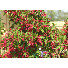Вейгела гібридна Ред Принц | Weigela hybrida Red Prince | Вейгела гибридная Ред Принц