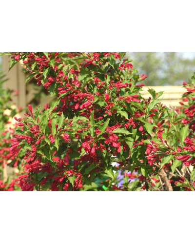 Вейгела гібридна Ред Принц | Weigela hybrida Red Prince | Вейгела гибридная Ред Принц