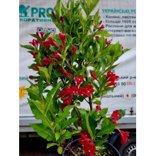 Вейгела гібридна Ред Принц | Weigela hybrida Red Prince | Вейгела гибридная Ред Принц