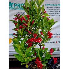Вейгела гібридна Ред Принц | Weigela hybrida Red Prince | Вейгела гибридная Ред Принц