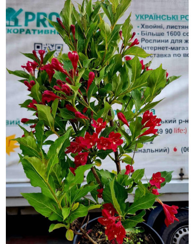 Вейгела гібридна Ред Принц | Weigela hybrida Red Prince | Вейгела гибридная Ред Принц