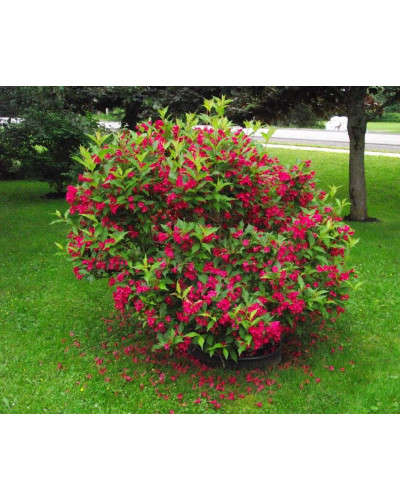 Вейгела гібридна Ред Принц | Weigela hybrida Red Prince | Вейгела гибридная Ред Принц