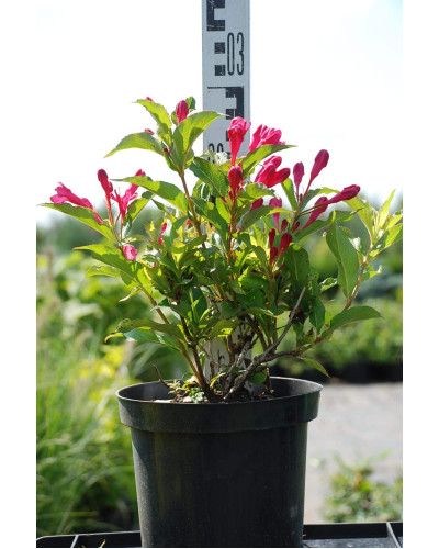 Вейгела гібридна Ред Принц | Weigela hybrida Red Prince | Вейгела гибридная Ред Принц
