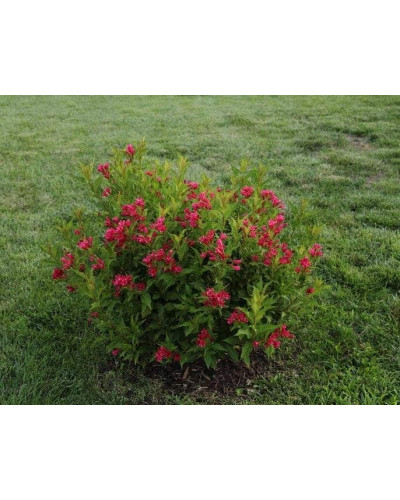 Вейгела гібридна Ред Принц | Weigela hybrida Red Prince | Вейгела гибридная Ред Принц