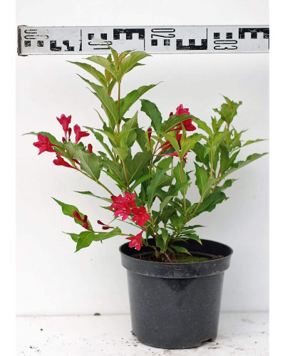 Вейгела гібридна Ред Принц | Weigela hybrida Red Prince | Вейгела гибридная Ред Принц