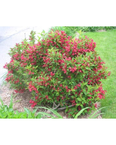 Вейгела гібридна Ред Принц | Weigela hybrida Red Prince | Вейгела гибридная Ред Принц