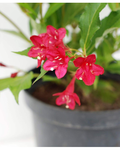 Вейгела гібридна Ред Принц | Weigela hybrida Red Prince | Вейгела гибридная Ред Принц
