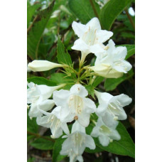 Вейгела гібридна Кандіда | Weigela hybrida Candida | Вейгела гибридная Кандида