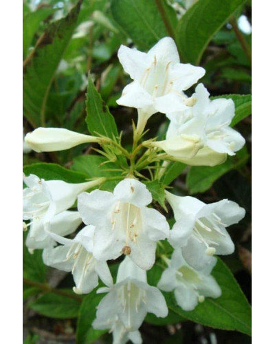 Вейгела гібридна Кандіда | Weigela hybrida Candida | Вейгела гибридная Кандида