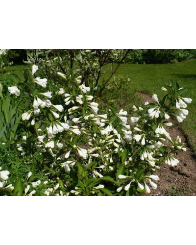 Вейгела гібридна Кандіда | Weigela hybrida Candida | Вейгела гибридная Кандида