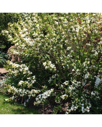 Вейгела гібридна Кандіда | Weigela hybrida Candida | Вейгела гибридная Кандида