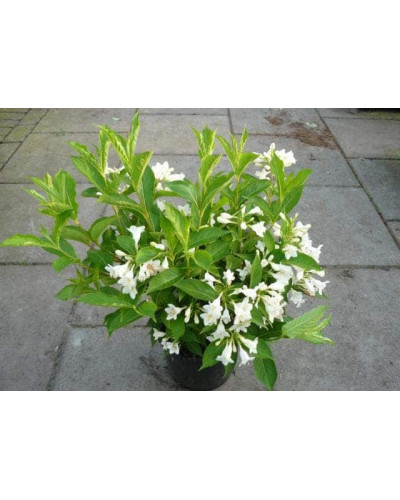 Вейгела гібридна Кандіда | Weigela hybrida Candida | Вейгела гибридная Кандида