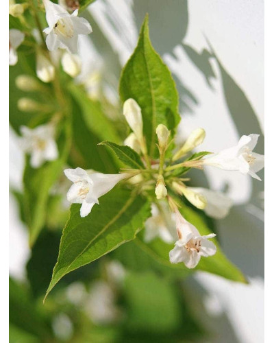 Вейгела гібридна Кандіда | Weigela hybrida Candida | Вейгела гибридная Кандида