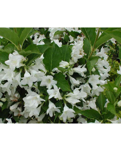 Вейгела гібридна Кандіда | Weigela hybrida Candida | Вейгела гибридная Кандида