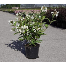 Вейгела гібридна Кандіда | Weigela hybrida Candida | Вейгела гибридная Кандида