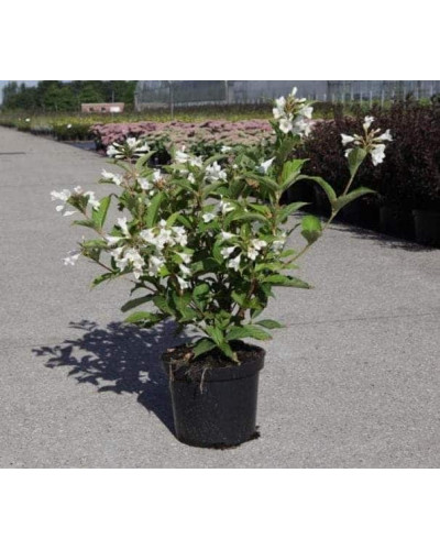 Вейгела гібридна Кандіда | Weigela hybrida Candida | Вейгела гибридная Кандида