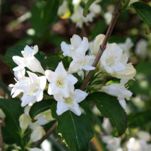 Вейгела гібридна Кандіда | Weigela hybrida Candida | Вейгела гибридная Кандида