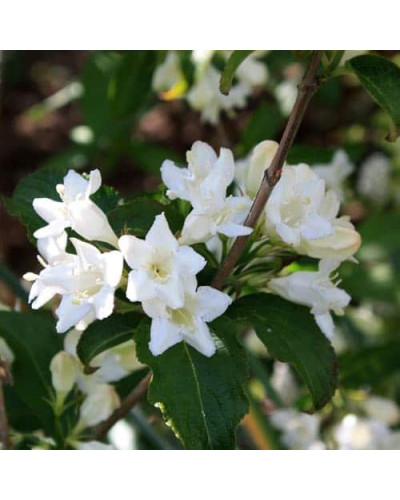 Вейгела гібридна Кандіда | Weigela hybrida Candida | Вейгела гибридная Кандида