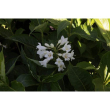 Вейгела гібридна Кандіда | Weigela hybrida Candida | Вейгела гибридная Кандида