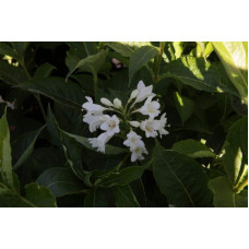 Вейгела гібридна Кандіда | Weigela hybrida Candida | Вейгела гибридная Кандида