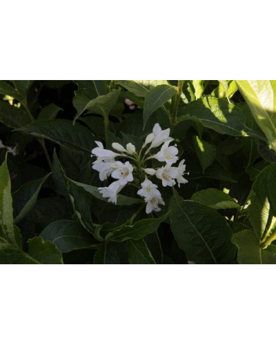 Вейгела гібридна Кандіда | Weigela hybrida Candida | Вейгела гибридная Кандида